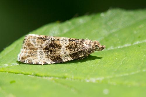 Orthotaenia undulana